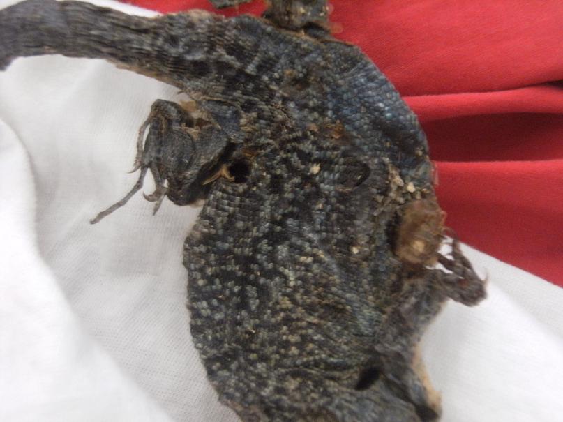 Identificazione di lacertide morto